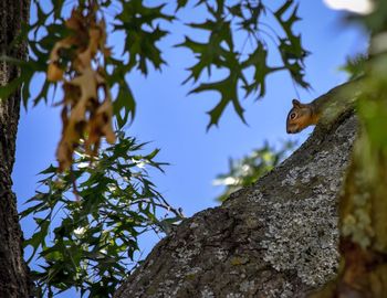 Low angle view of squirrel on tree