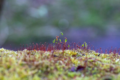 Close-up of fresh green moss on a wall. 