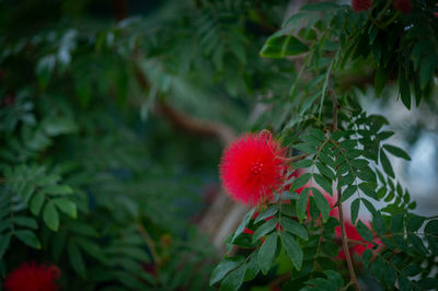 Close-up of red flowering plant