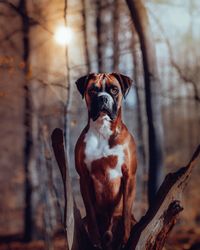 Close-up of dog on tree trunk