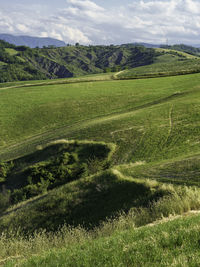 Scenic view of agricultural field against sky