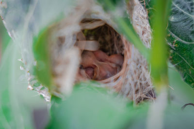 Close-up of woman with plants