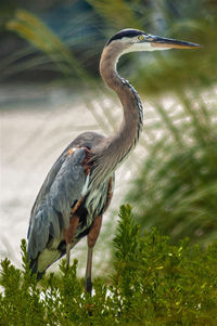 High angle view of gray heron on land