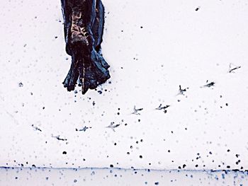 Low angle view of tree against sky