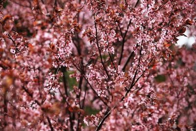 Close-up of pink flowers blooming on tree