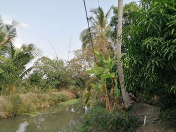 Scenic view of palm trees by lake against sky