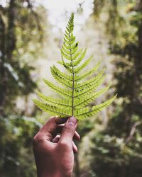 Close-up of hand holding leaves