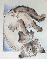 High angle view of cat against white background