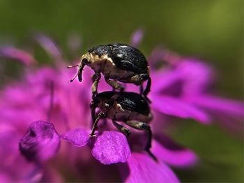 Close-up of insect on purple flower