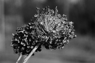Close-up of flowers blooming outdoors