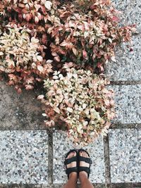 Low section of woman standing by flowering plants