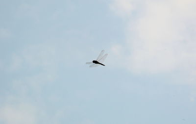 Low angle view of airplane flying against sky