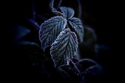 Close-up of plant against black background