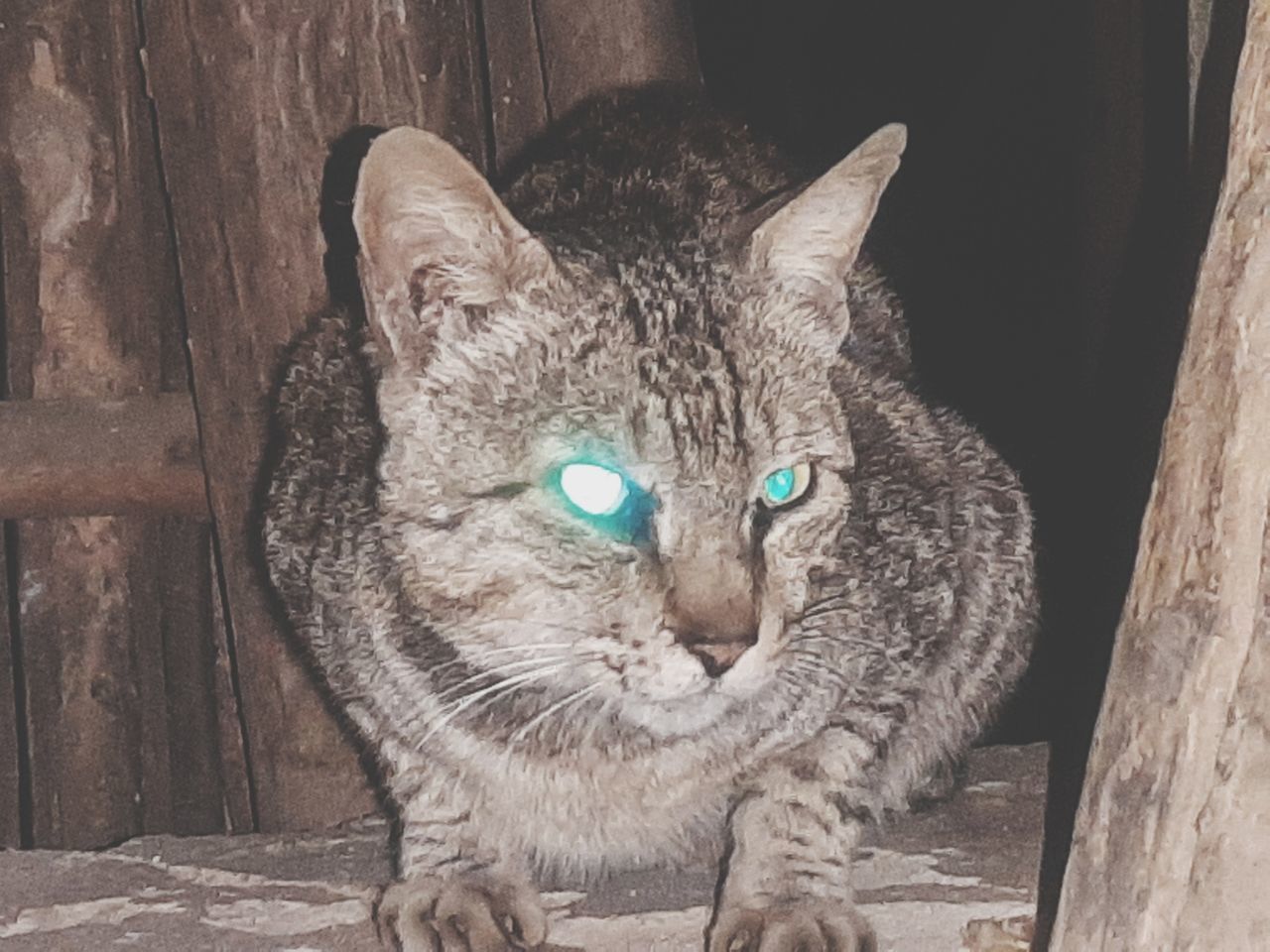 CLOSE-UP PORTRAIT OF CAT SITTING ON WOOD