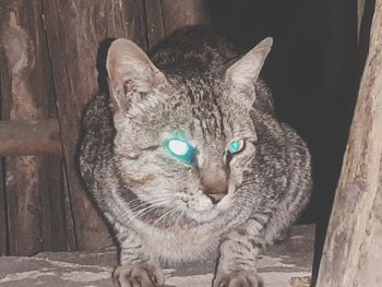 Portrait of cat sitting on wood