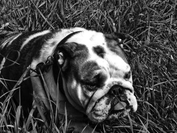 Close-up portrait of dog lying on grass