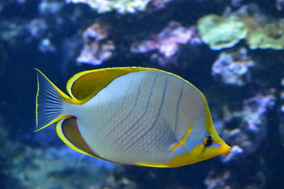 Close-up of fish swimming in aquarium