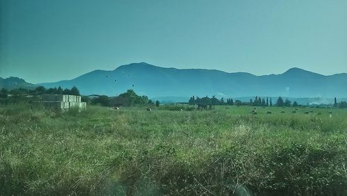 Scenic view of field against clear sky