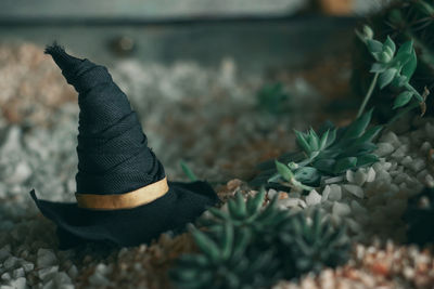 Close-up of potted plants on metal