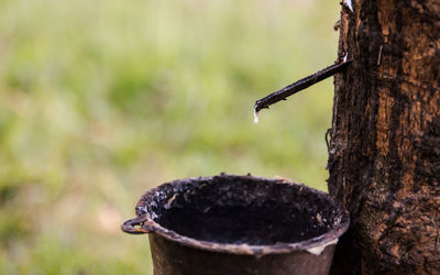 Close-up of water drops on tree trunk