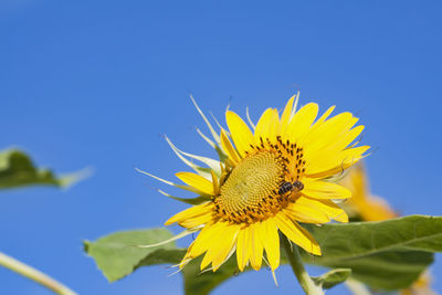 Macro photography of blooming sunflower