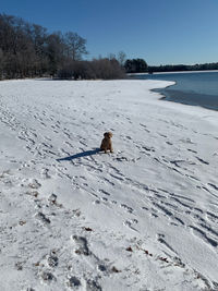 Dog on snow covered land