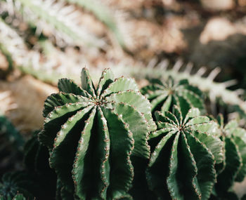 High angle view of plant growing on tree