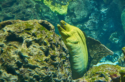 Fish swimming in sea