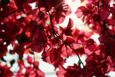 Close-up of red flowering plant