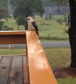 Close-up of tree trunk