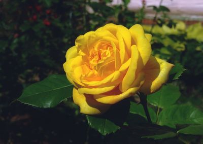 Close-up of yellow rose