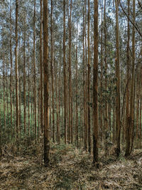 View of trees in forest