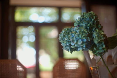 Close-up of flowers in vase