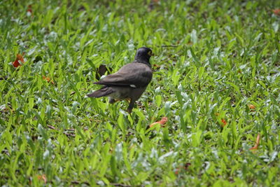 Bird in a field