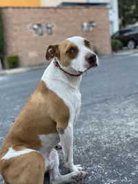 Dog looking away while sitting on street