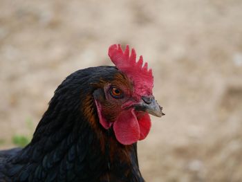 Close-up of rooster