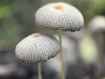 fungus