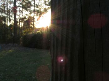 Close-up of trees against sky during sunset