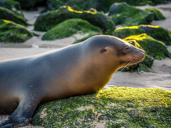 Close-up of sea lion