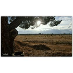 Scenic view of grassy field against sky