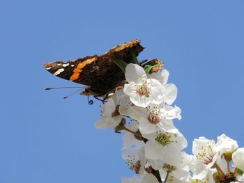 Low angle view of butterfly pollinating on flower