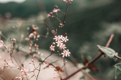 Close-up of flowering plant