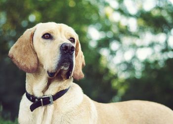 Close-up portrait of dog sitting outdoors