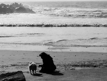 Dog relaxing on beach