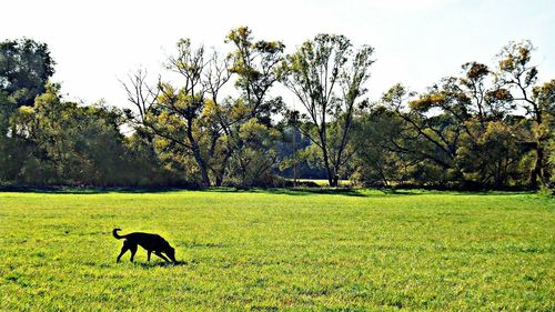 Dog on grassy field