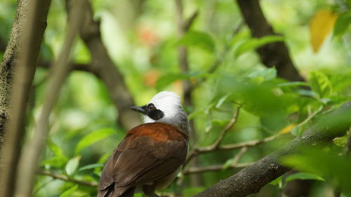 Bird perching on branch