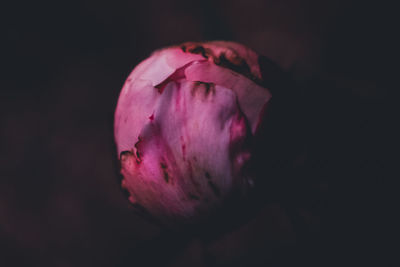 Close-up of flower over black background