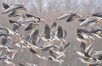 Low angle view of birds flying against sky