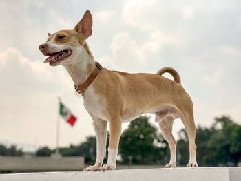 Side view of a dog looking away against sky