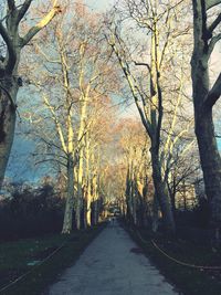 Road amidst trees in forest during autumn